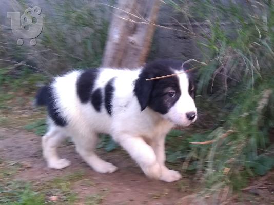 Ελληνικά ποιμενικά κουτάβια